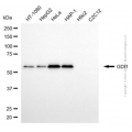 KD-Validated GDI1 Mouse mAb (20 μl)