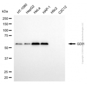 KD-Validated GDI1 Mouse mAb (20 μl)