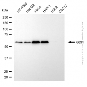 KD-Validated GDI1 Mouse mAb (20 μl)