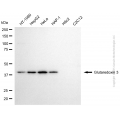 KD-Validated GLRX3 Mouse mAb (20 μl)