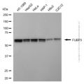 KD-Validated FUBP3 Mouse mAb (20 μl)