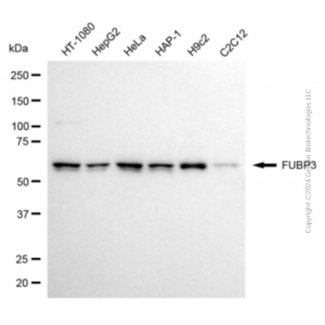 KD-Validated FUBP3 Mouse mAb (20 μl)