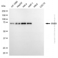 KD-Validated SNX9 Mouse mAb (20 μl)