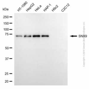 KD-Validated SNX9 Mouse mAb (20 μl)