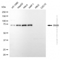 KD-Validated SNX9 Mouse mAb (20 μl)