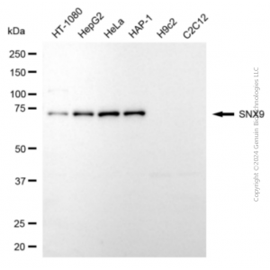KD-Validated SNX9 Mouse mAb (20 μl)