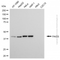 KD-Validated PAICS Mouse mAb (20 μl)