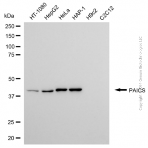 KD-Validated PAICS Mouse mAb (20 μl)