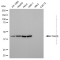 KD-Validated PAICS Mouse mAb (20 μl)