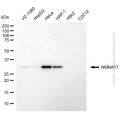 KD-Validated NMNAT1 Mouse mAb (20 μl)