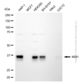 KD-Validated MSI1 Mouse mAb (20 μl)