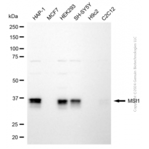 KD-Validated MSI1 Mouse mAb (20 μl)