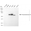 KD-Validated PDE1B Mouse mAb (20 μl)