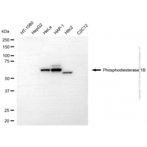 KD-Validated PDE1B Mouse mAb (20 μl)