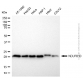 KD-Validated NDUFB10 Mouse mAb (20 μl)