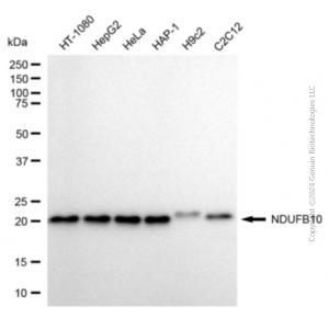 KD-Validated NDUFB10 Mouse mAb (20 μl)