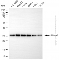 KD-Validated PSMA6 Mouse mAb (20 μl)