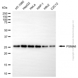 KD-Validated PSMA6 Mouse mAb (20 μl)