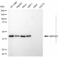 KD-Validated MRPS27 Mouse mAb (20 μl)