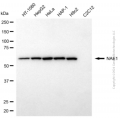 KD-Validated NAE1 Mouse mAb (20 μl)