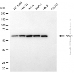 KD-Validated NAE1 Mouse mAb (20 μl)