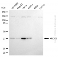 KD-Validated XRCC3 Mouse mAb (20 μl)