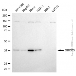 KD-Validated XRCC3 Mouse mAb (20 μl)