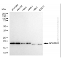 KD-Validated NDUFB11 Mouse mAb (20 μl)