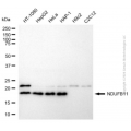 KD-Validated NDUFB11 Mouse mAb (20 μl)