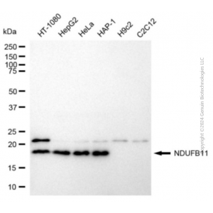 KD-Validated NDUFB11 Mouse mAb (20 μl)
