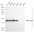 KD-Validated WDR77 Mouse mAb (20 μl)