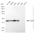 KD-Validated WDR77 Mouse mAb (20 μl)
