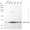 KD-Validated PPP4C Mouse mAb (20 μl)