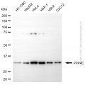 KD-Validated PPP4C Mouse mAb (20 μl)