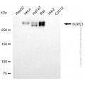 KD-Validated SORL1 Mouse mAb (20 μl)