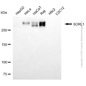 KD-Validated SORL1 Mouse mAb (20 μl)