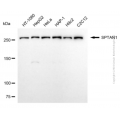 KD-Validated SPTAN1 Mouse mAb (20 μl)