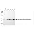 KD-Validated CREB1 Mouse mAb (20 μl)
