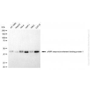 KD-Validated CREB1 Mouse mAb (20 μl)