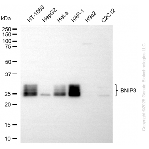 KD-Validated BNIP3 Rabbit mAb (20 μl)