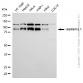 KD-Validated HNRNPUL1 Rabbit mAb (20 μl)