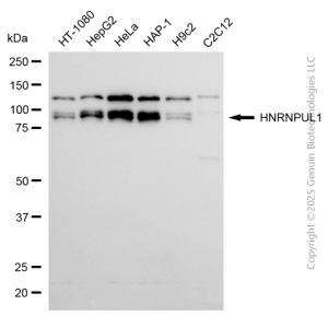 KD-Validated HNRNPUL1 Rabbit mAb (20 μl)