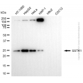 KD-Validated GSTK1 Rabbit mAb (20 μl)