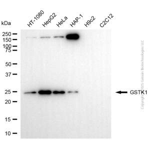 KD-Validated GSTK1 Rabbit mAb (20 μl)