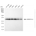 KD-Validated HNRNPA1L2 Rabbit mAb (20 μl)