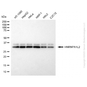 KD-Validated HNRNPA1L2 Rabbit mAb (20 μl)