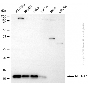 KD-Validated NDUFA1 Rabbit mAb (20 μl)