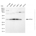 KD-Validated NTH1 Rabbit mAb (20 μl)