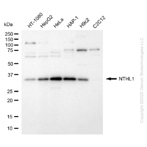 KD-Validated NTH1 Rabbit mAb (20 μl)
