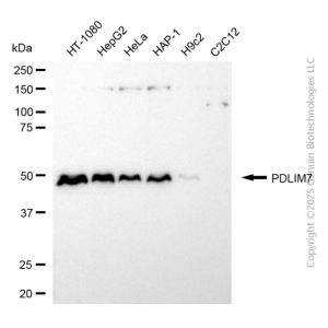 KD-Validated PDLIM7 Rabbit mAb (20 μl)
